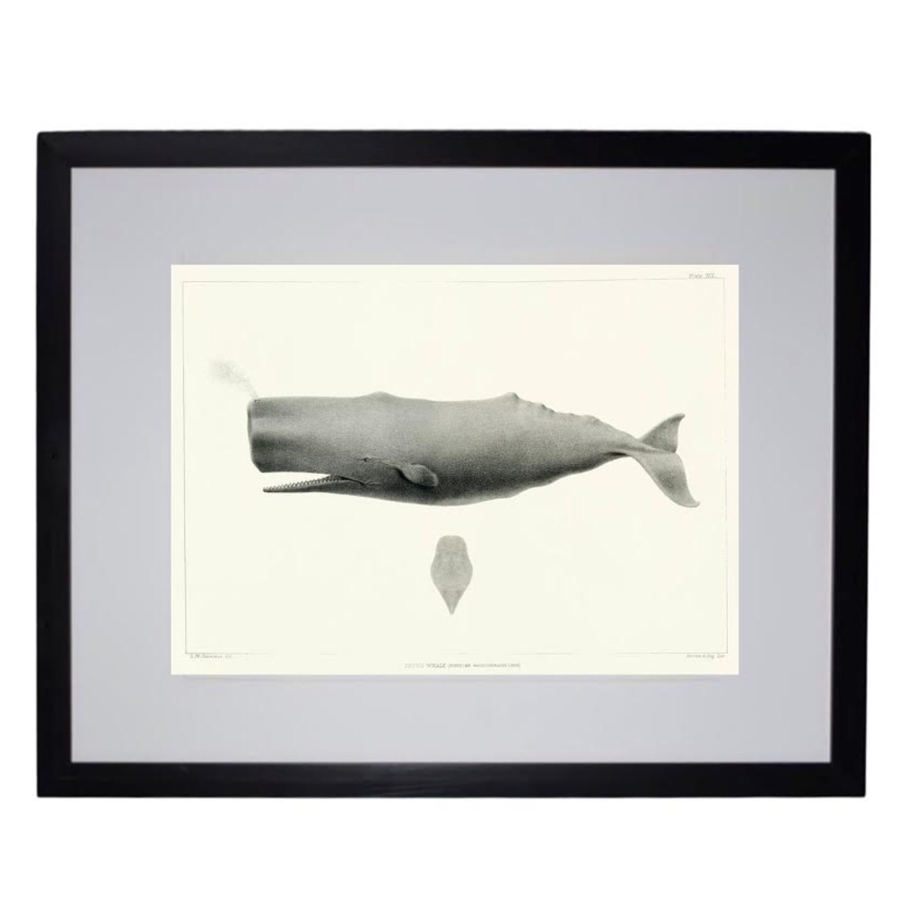 Large Framed Print Sperm Whale